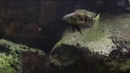 Video Lepidolamprologus atteneatus von Crenii (SBlTd_iwN0Q)