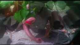 Video Feuerkrebse von Miss Kasimir (SH8Vza7Jx_0)