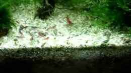 Video Rilis von hej kompisar (SLfR8CjrZ0M)