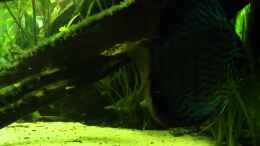 Video Diskus & Junge von Laura (SMxpSwPApkY)