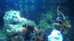 Video Blauringkraken von Jürgen Stapf (SPaRlVzI_Ng)