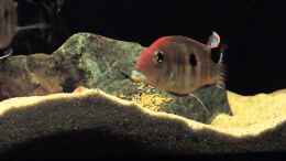 Video Geo´s in Aktion  von Fichte (SPeXK8IZ5vU)