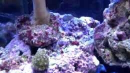 Video Nanoriff Ocean Life von snoopy2008 (SWQgO28AXek)