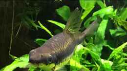 Video Mein 600L. Becken von Der Nicky (SXf629GTlWk)