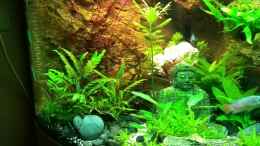 Video Trigon 190 Asian von Chita (SYga7r47YHg)