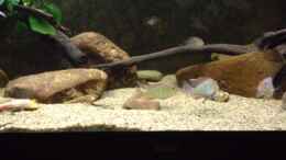 Video Erster Balzversuch der Red Heads von Thomas S-H (SZNuronuv50)