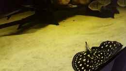 Video Leopoldi BD/Henlei      von Bernd N. (SaunlYB5Wak)