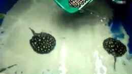 Video Neue Bds  von Leopold68 (SrJBGJmJmnM)