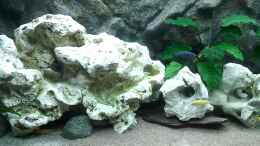 Video Malawiseeaquarium von Roman Cavelty (SsIFdDHVN_c)