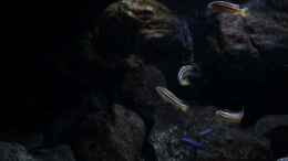 Video Auratus von der Steirer (SuLDJoAtg-M)