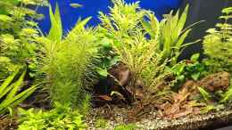 Video Mein Barbenbecken von ernst11 (SuPJnUVUw2A)