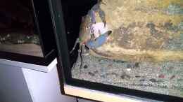 Video Georgina - Fütterung von StevenS (SwH5ujIhrKQ)