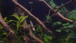 Video Asia biotop von ehemaliger User (Syocyhj2cI8)