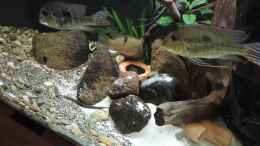 Video Guianacara von Fichte (T6KF98NTgIU)