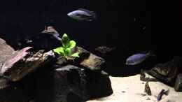 Video Malawi Räuber von Nico Becker (T7lcWpzdCO8)