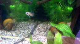 Video Guppybach 7 von schnitzler (T9W-5PETnak)