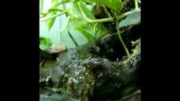 Video Stream Banks in Westafrika von Falk (TDq9bnKt5J0)