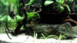 Video Sbb bei Brutpflege von Make (TE9vhjf9H7I)