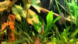 Video Mein Tank vom 16.8.2011 von David Steinbeck (TG13kaOcSlI)