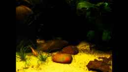 Video little dark african von die Perle... (TRH9AhtDkqc)