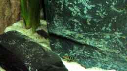 Video Hongi und Perlmutt Jungfische von ehemaliger User (TSJG9lNnGwQ)