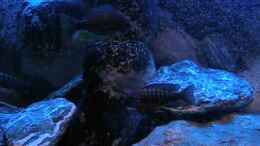 Video die neuen Bewohner von Mike Reimann (TbmH2Nd7qM4)