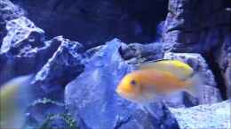 Video Malawi african sea or "Der Mühe Lohn" Vid#2 von Thomas u. Gabriele P. (TcX0Ni3atOE)