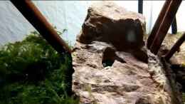 Video Schneckenvase von Thomas Kreuter (TdHyJKkcu-A)