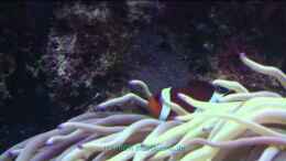 Video Aquarium 432 Liter von ehemaliger User (Td_cEG9UuLg)