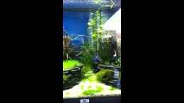 Video Blauer Neon, Paracheirodon simulans von Lötlampenindianer (TkAnGEbTBPo)