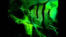 Video Pterophyllum scalare von PH Neutral (TmrrC7y6ajU)