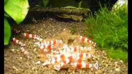 Video Futterzeit von Kim (TrzefYwputg)