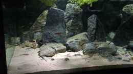 Video Cyprichromisbecken totale  von Monaco (TtpJsC22raw)