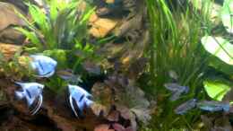 Video Skalare von raubsau (TusWEtqDVBI)