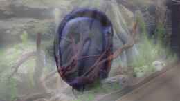 Video Tag 7 von Campi (TwKq7MuSXFU)