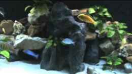 Video Malawibecken 1200 Liter von Herbert (Twfn4ef_e8o)