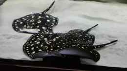 Video BD/Henlei von Bernd N. (U5X0Nsr1Mrk)