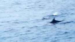 Video Thümmler-Power von Falk (U5y0pQwBOUg)