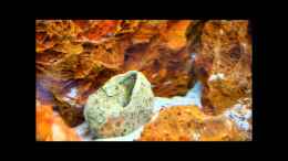Video Neolamprologus similis von ehemaliger User (U92SZq2lDXo)