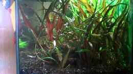 Video Beckenübersicht von ehemaliger User (U9Z9aS-W5Ig)