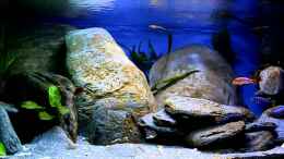 Video Borgs Malawibecken von Borg (UN_WCOLplbo)