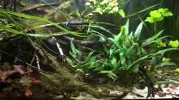 Video Frontansicht von NaMo (UOVPjOyph-k)