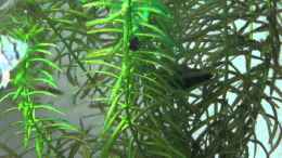 Video junge Scheibenbarsche von Susanne Axt (US6Bqj1MGoY)