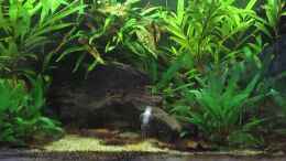 Video Asienbecken von okefenokee (USXX_VNNtAw)