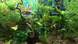 Video Mein Bolivianer von herkla (USz-MxWnhR0)