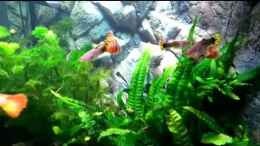 Video Stadtgedanken Gewusel von Nordseefischer (UUNho8HdH28)