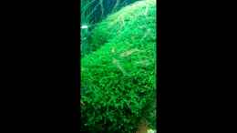 Video Garnelentreffen bei der Fütterung von David Schneider Aquaristik (UX1smBDIp-8)