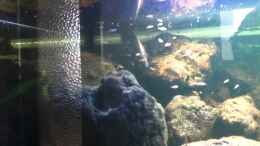 Video Nimbochromis fuscotaeniatus mit Nachwuchs von Michael H. (UaHeoeTP5co)