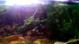 Video liebe zu driet von ehemaliger User (UdT0E8ldPsw)