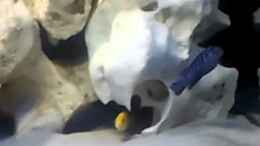 Video First Malawi von Crashdragon (UrrKGiXmogI)